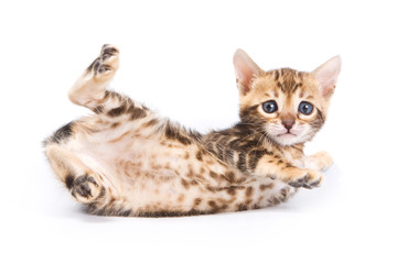 Funny Kitten Bengal cat (isolated on white)