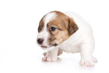 Puppy Dog Jack Russell Terrier (isolated on white)