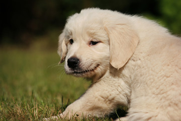 Labrador puppy dog on the grass in the sun