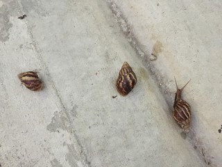 Snails on concrete road