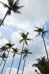 Naklejka na ściany i meble Palm trees against blue sky.