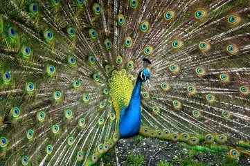 Obraz premium Peacock with its feathers fanned out.