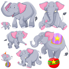 Gray elephant in different actions