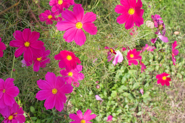 コスモス　秋桜　花