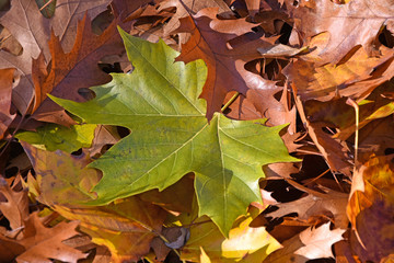 Fallen leaves in autumn
