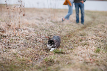 munchkin kitten outdoors. a married couple and  cat that walks by itself