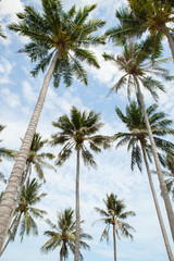 Obraz na płótnie Canvas Palm trees against blue sky.