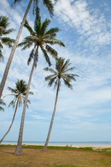 Palm trees against blue sky.