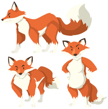 Three different actions of red fox