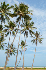 Palm trees against blue sky.