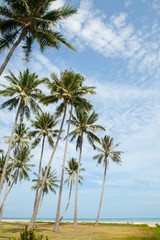 Fototapeta na wymiar Palm trees against blue sky.