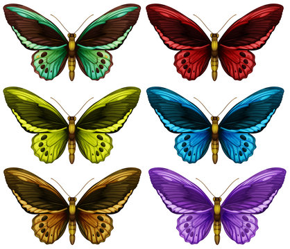 Monarch butterflies in six different color wings