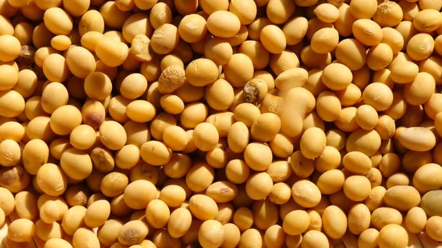 Falling mass of soybeans on rotate
