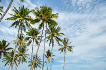 Obraz na płótnie Canvas Palm trees against blue sky.