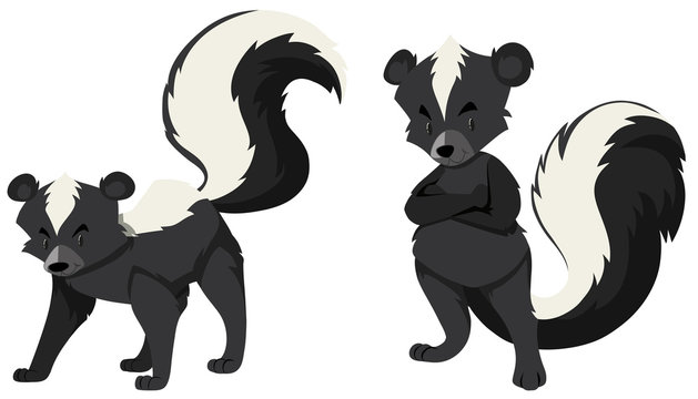 Two skunks on white background