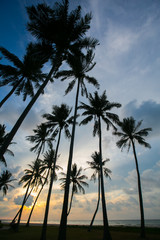 palm trees at beautiful sunset time