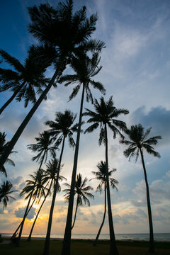 palm trees at beautiful sunset time