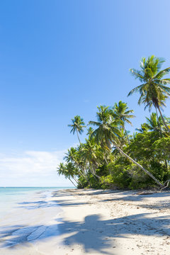 Palm trees cast shadows on rustic remote tropical Brazilian island beach in Bahia, Nordeste Brazil