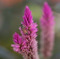 Bee