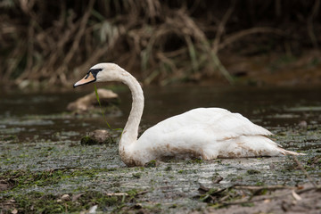 Mute Swan, Swans, Cygnus olor