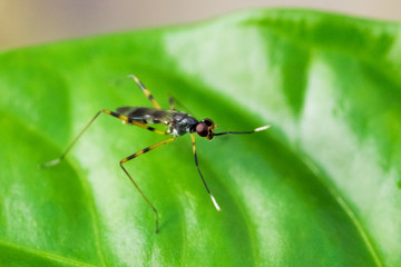 Fototapeta premium Insect