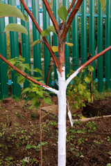 Whitewashed young fruit tree against spring sunscald in the autumn garden
