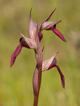 Orquídea Serapia Lingua