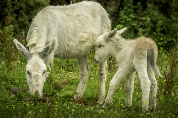 Obraz na płótnie Canvas Mother and baby Donkey