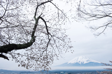 Mount Fuji with sakura trees and cityscape / Mount Fuji with sakura trees and cityscape in cloudy day