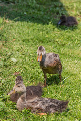 Friedliche Enten Familie auf Bauernhof