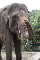 Naklejka premium happy indonesia elephant in compound cage