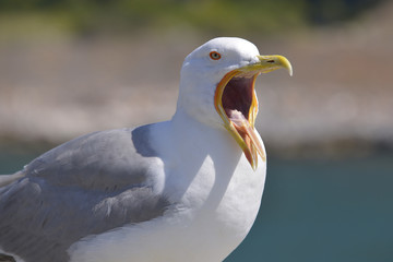 Closeup Yellow-legged Gull (Larus michahellis) with the large open beak in Italy