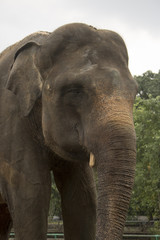 Fototapeta na wymiar happy indonesia elephant in compound cage