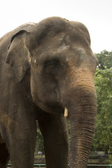 Fototapeta na wymiar happy indonesia elephant in compound cage
