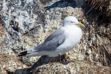 Black-legged kittiwake
