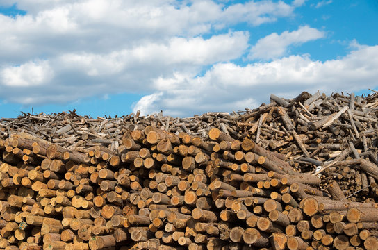 Lumberyard. Logging. Industry destructive nature. Material for the production of cellulose. Natural resource materials and energy.