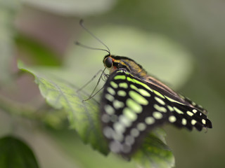 Macro of  tailed jay butterfly (Graphium agamemnon) on leaf seen from profile