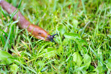Schnecke im Gras
