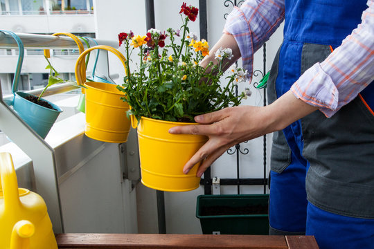 Pflanzen Balkon eintopfen Fr&uuml;hling