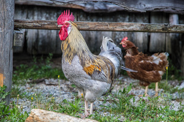 prächtiger, großer Hahn auf Bauernhof