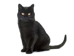 Naklejka premium czarny kot w studio