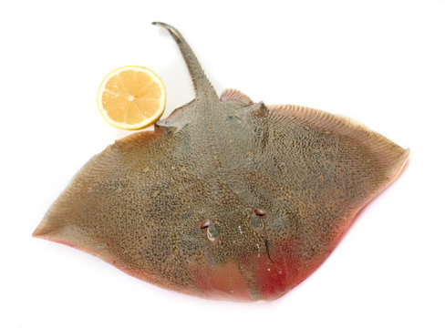 rays in studio