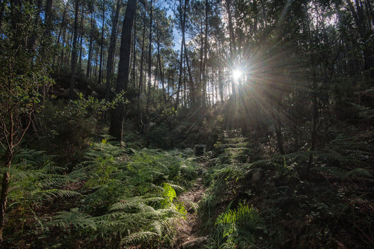 floresta