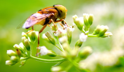 Amazing pest insect on flower