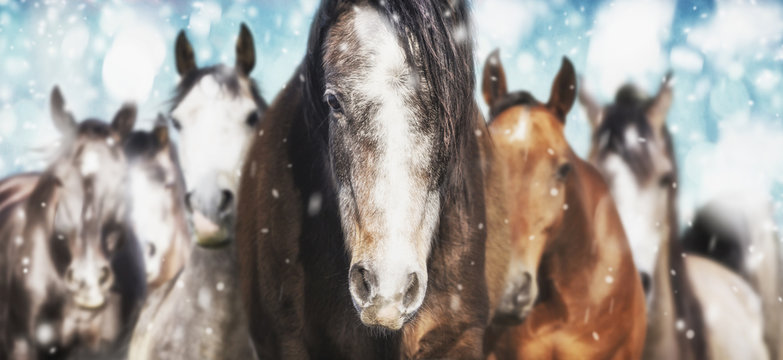 Herd of horses on frosty winter  background with snow fall , banner