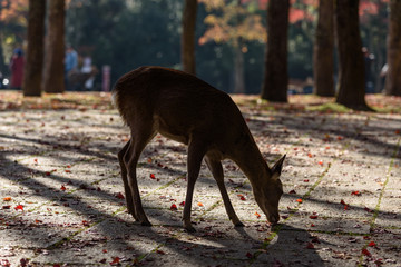 奈良公園の鹿