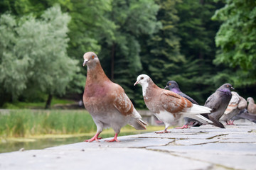 Flock of pigeons