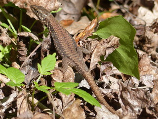 Lézard