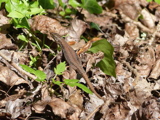 Lézard