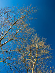 Fototapeta na wymiar Tree branches without leaves against blue sky at sunny autumn day